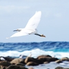 Denise Broadwell Photography - Egret in Monterey